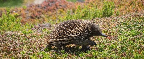 Echidna