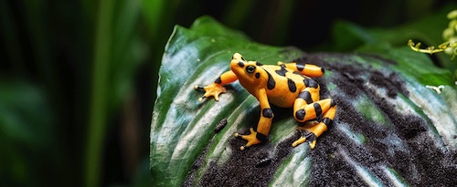 Panamanian golden frog