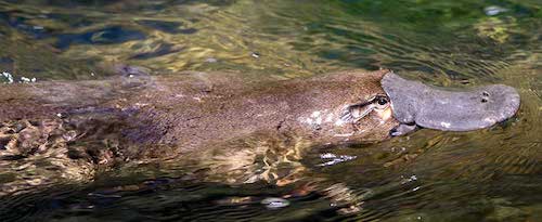 Platypus