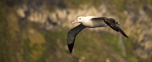 Tristan Albatross