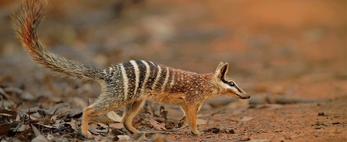 numbat